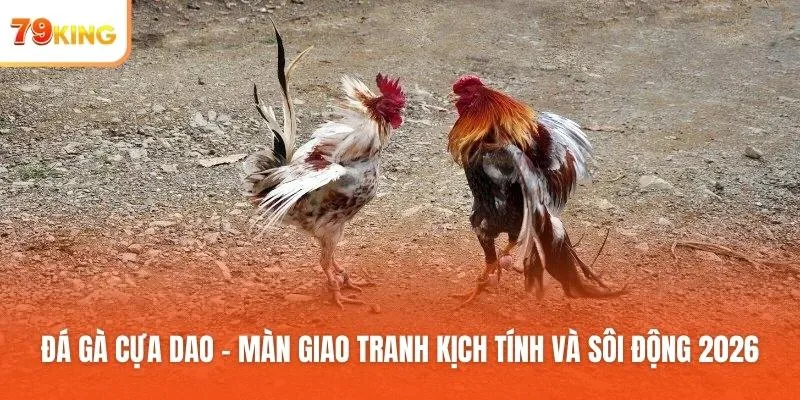 Đá gà cựa dao