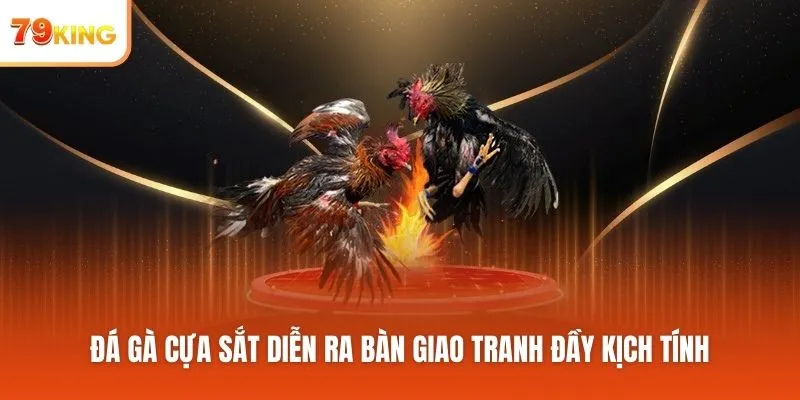 Đá gà cựa sắt diễn ra bàn giao tranh đầy kịch tính