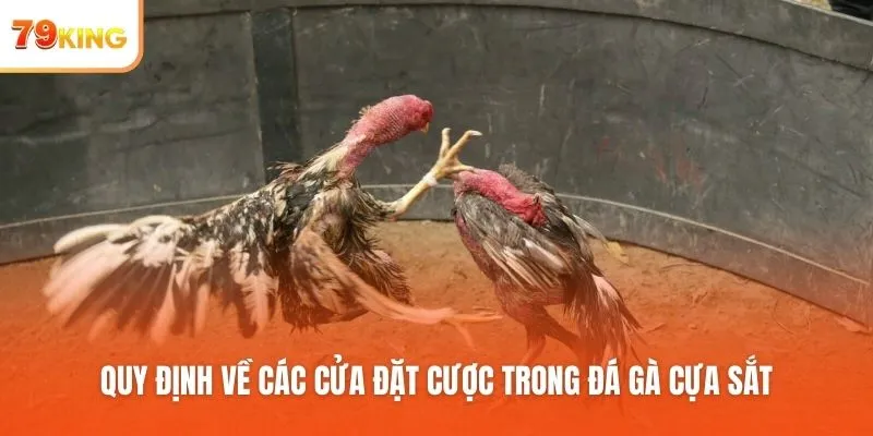 Quy định về các cửa đặt cược trong đá gà cựa sắt